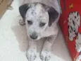 Toto