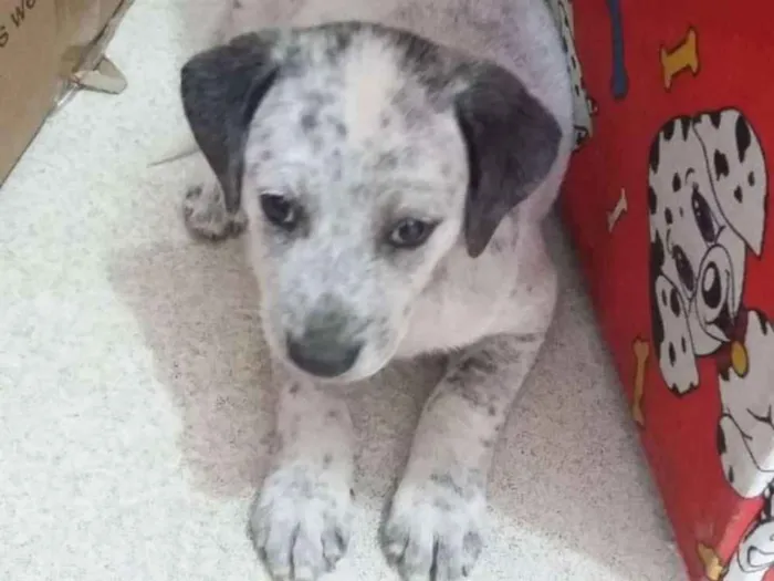 Cachorro raça SRD idade Abaixo de 2 meses nome Toto