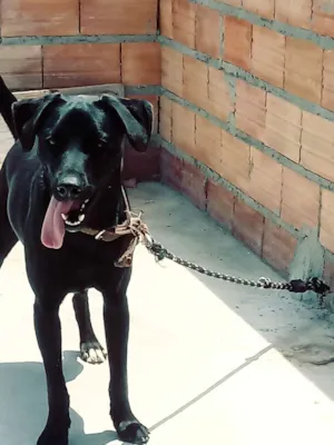 Cachorro raça Labrador idade 1 ano nome Spike