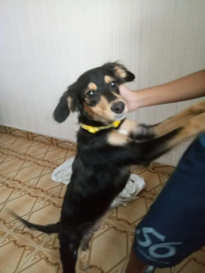 Cachorro ra a Nao sei idade 2 a 6 meses nome Nao sei