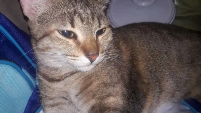 Gato ra a Desconhecida idade 4 anos nome Tigresa