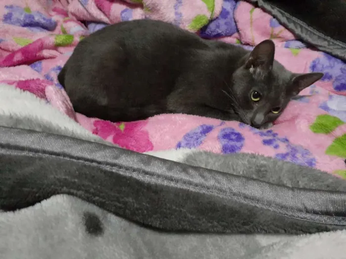 Gato ra a Gato  idade 1 ano nome Aurora