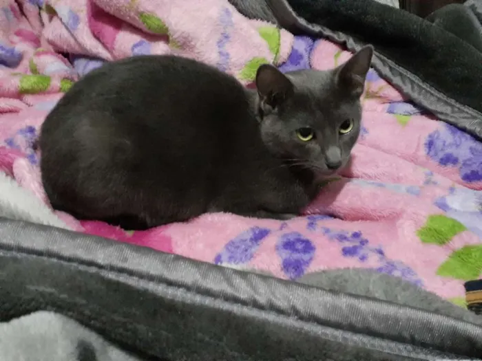 Gato ra a Gato  idade 1 ano nome Aurora