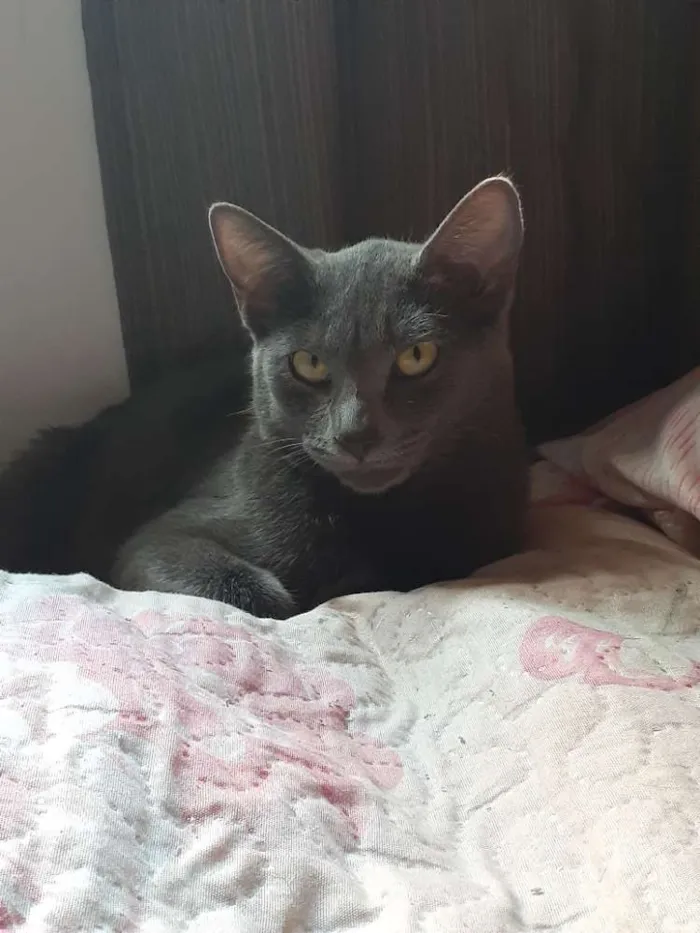 Gato ra a Gato  idade 1 ano nome Aurora