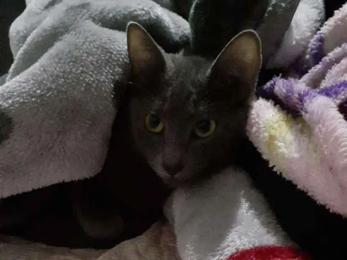 Gato ra a Gato  idade 1 ano nome Aurora
