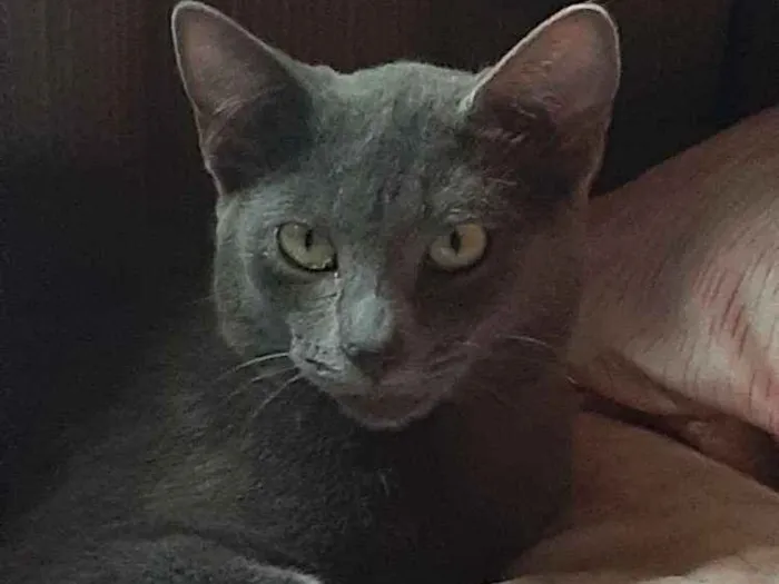 Gato ra a Gato  idade 1 ano nome Aurora