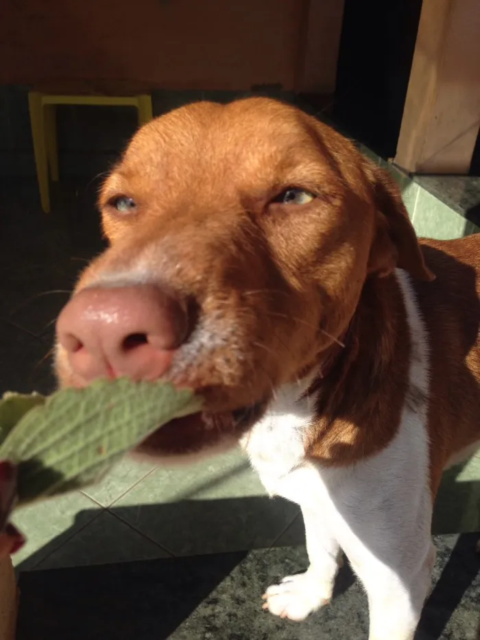 Cachorro raça Vira lata  idade 2 anos nome Roberto/Augustinho