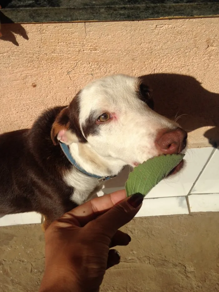 Cachorro raça Vira lata  idade 2 anos nome Roberto/Augustinho