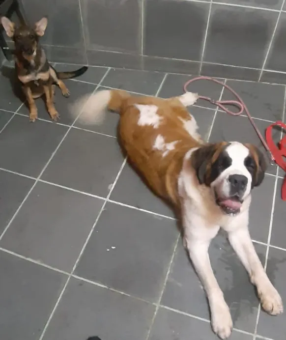 Cachorro raça São Bernardo  idade 7 a 11 meses nome Cora