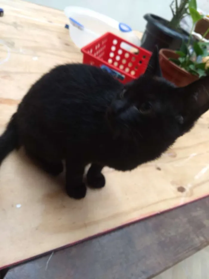 Gato raça Desconhecida idade Abaixo de 2 meses nome Genoveva