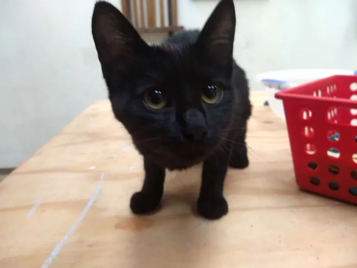 Gato raça Desconhecida idade Abaixo de 2 meses nome Genoveva