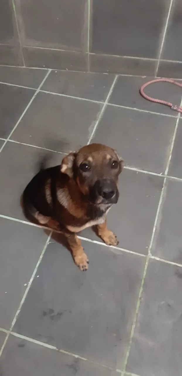 Cachorro raça SRD idade 7 a 11 meses nome Kiara