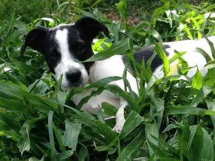 Cachorro ra a Srd idade 2 a 6 meses nome Poppy