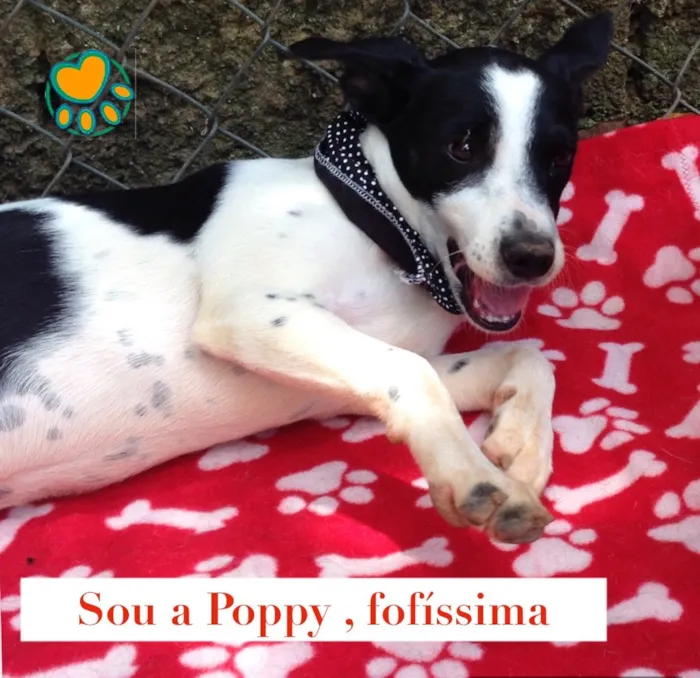 Cachorro ra a Srd idade 2 a 6 meses nome Poppy