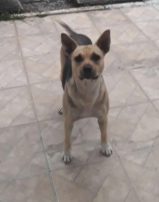 Cachorro ra a vira latas idade 3 anos nome pity