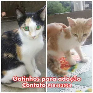 Gato raça Siamês idade 2 a 6 meses nome Ninhada