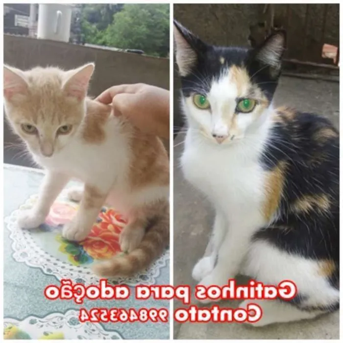 Gato raça srd idade 2 a 6 meses nome 2 femeas
