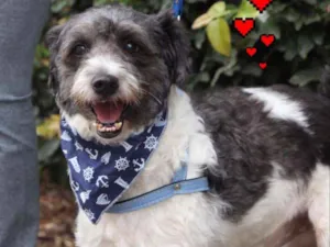 Cachorro raça SRD idade 4 anos nome Tom
