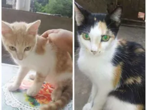 Gato raça srd idade 2 a 6 meses nome 2 femeas