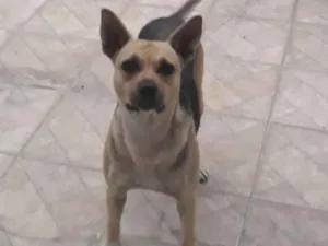 Cachorro raça vira latas idade 3 anos nome pity
