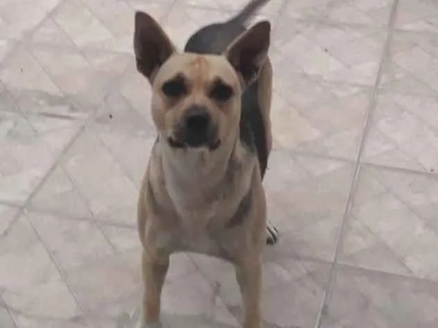 Cachorro ra a vira latas idade 3 anos nome pity