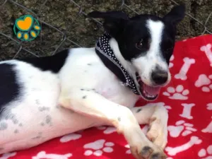 Cachorro raça Srd idade 2 a 6 meses nome Poppy