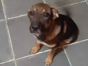 Cachorro raça SRD idade 7 a 11 meses nome Kiara