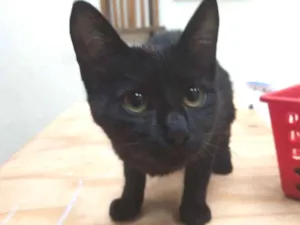 Gato raça Desconhecida idade Abaixo de 2 meses nome Genoveva