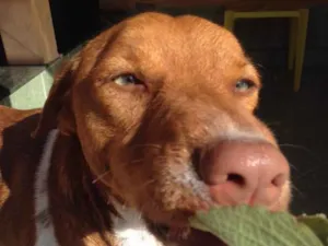 Cachorro raça Vira lata  idade 2 anos nome Roberto/Augustinho