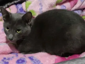 Gato raça Gato  idade 1 ano nome Aurora