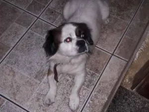 Cachorro raça Lhasa apso idade 5 anos nome THOR