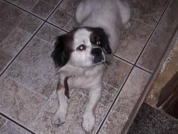 Cachorro ra a Lhasa apso idade 5 anos nome THOR