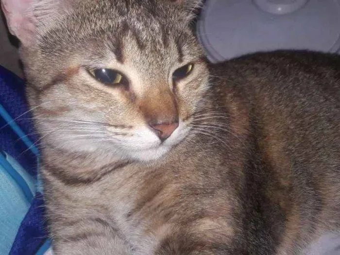 Gato ra a Desconhecida idade 4 anos nome Tigresa