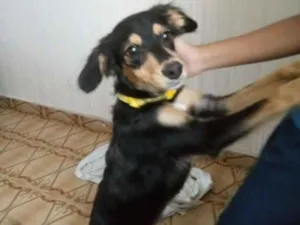 Cachorro raça Nao sei idade 2 a 6 meses nome Nao sei