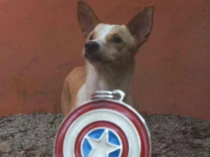 Cachorro ra a SRD idade 1 ano nome Steve Rogers
