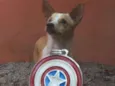 Steve Rogers