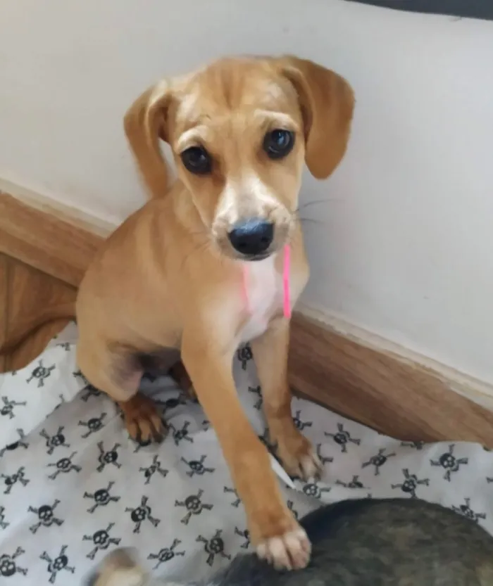 Cachorro ra a SRD idade 2 a 6 meses nome Mel 