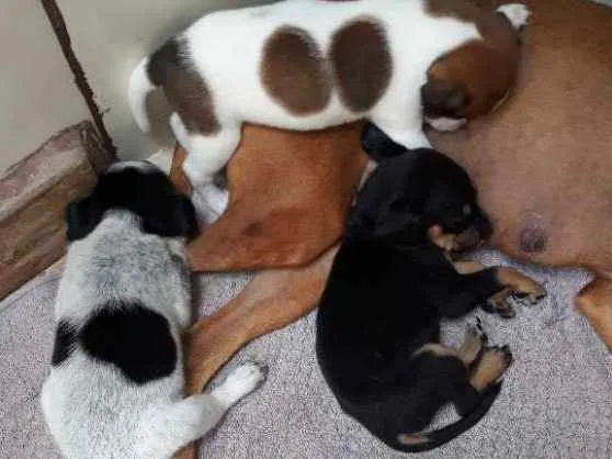 Cachorro ra a Vira-lata idade Abaixo de 2 meses nome 4 filhotes