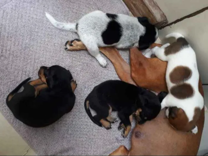 Cachorro ra a Vira-lata idade Abaixo de 2 meses nome 4 filhotes