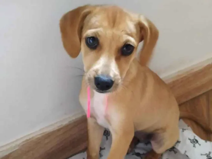 Cachorro ra a SRD idade 2 a 6 meses nome Mel 