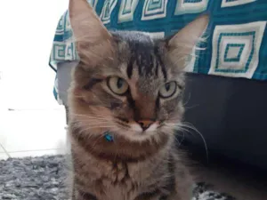 Gato raça Não sei idade 1 ano nome Romeo