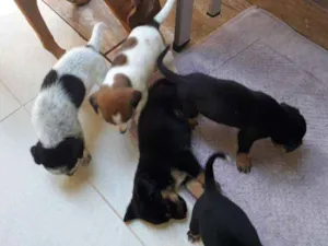 Cachorro raça Vira-lata + rottweiler idade Abaixo de 2 meses nome 2 casais de filhotes