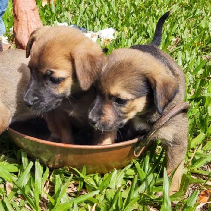 Cachorro ra a SRD idade 2 a 6 meses nome Guria