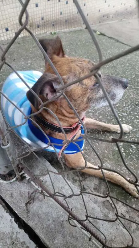 Cachorro ra a SRD idade 6 ou mais anos nome Tigrinho