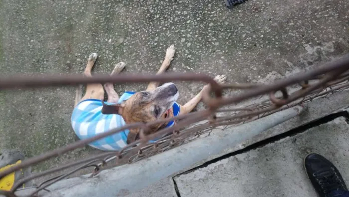 Cachorro ra a SRD idade 6 ou mais anos nome Tigrinho