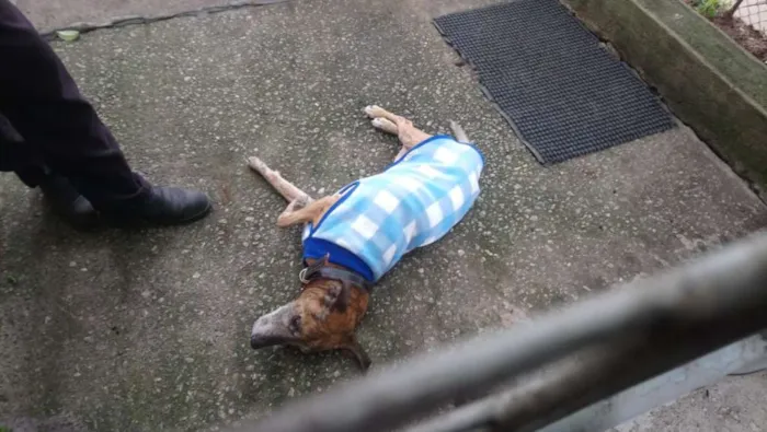 Cachorro ra a SRD idade 6 ou mais anos nome Tigrinho