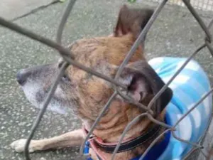 Cachorro raça SRD idade 6 ou mais anos nome Tigrinho