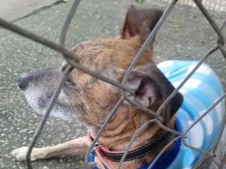 Cachorro ra a SRD idade 6 ou mais anos nome Tigrinho