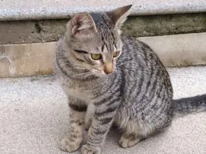 Gato raça Sem raça idade 2 a 6 meses nome Sem Nome