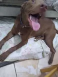 Cachorro raça Pitbul misturado  idade 7 a 11 meses nome Aika